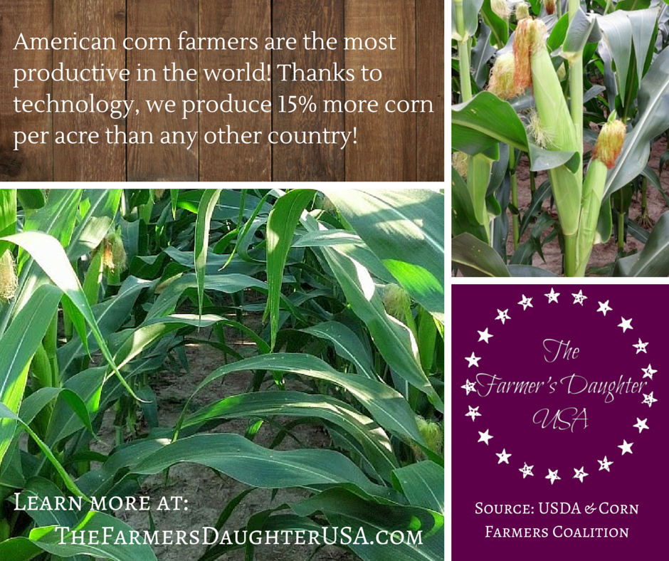 American Corn Farms Produce the Most! The Farmer's Daughter USA